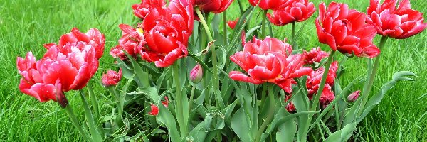 Tulipany, Łąka, Wiosna