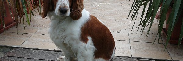 Springer spaniel angielski, Siedzący