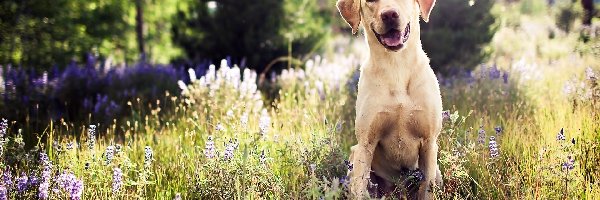 Pies, Łąka, Golden retriever, Uśmiech