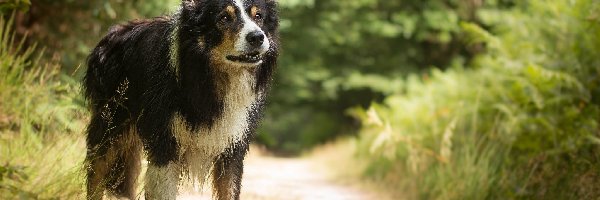 Border collie, Rośliny, Ścieżka, Pies