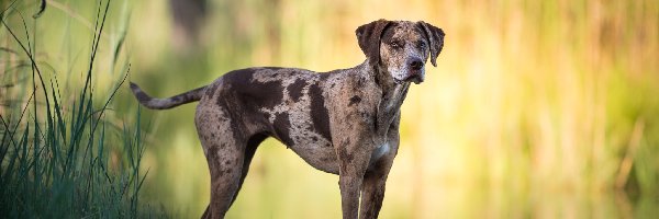 Rozmyte, Woda, Rośliny, Tło, Catahoula leopard dog, Pies