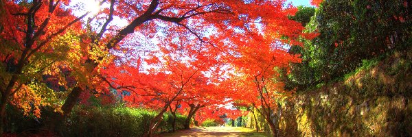 Drzewa, Park, Kanzaki