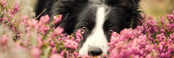 Wrzos, Pyszczek, Border collie