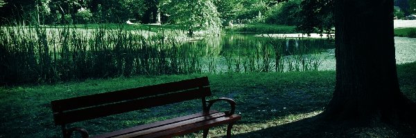 Ławka, Drzewa, Staw, Park