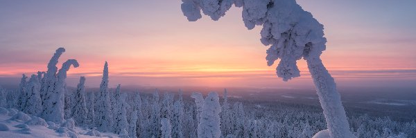 Wschód słońca, Drzewa, Las, Zima, Park Narodowy Riisitunturi, Finlandia Finlandia, Laponia, Ośnieżone, Gmina Posio