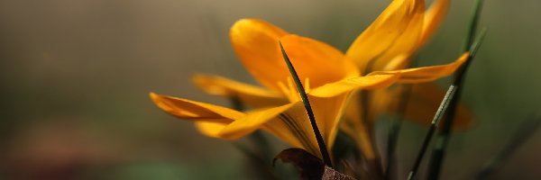 Krokus, Wiosna, Kwiat, Żółty