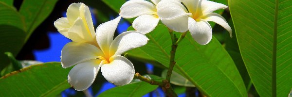 Plumeria, Kwiaty, Białe