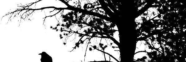 Drzewo, Gawron, Samotny