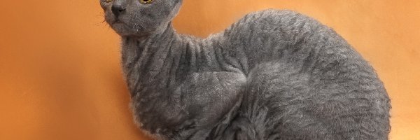 Devon rex, Kot