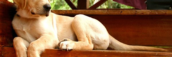 Labrador Retriever