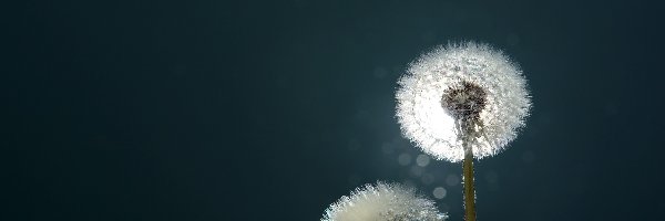 Dmuchawce, Bokeh, Ciemne Tło, Mniszek Pospolity