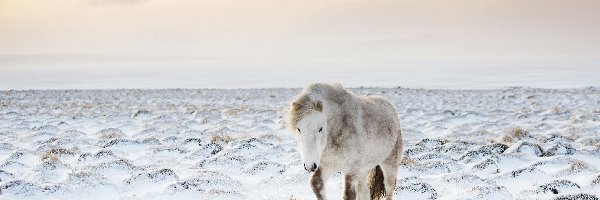 Pastwiska, Koń, Zima, Łąka
