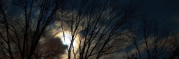 Drzewa, Noc, Księżyc