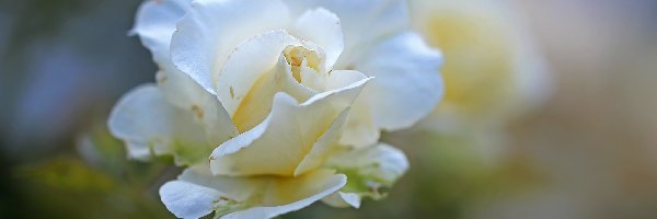 Kwiat, Róża, Biała