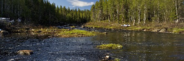 Kamienie, Las, Rzeka