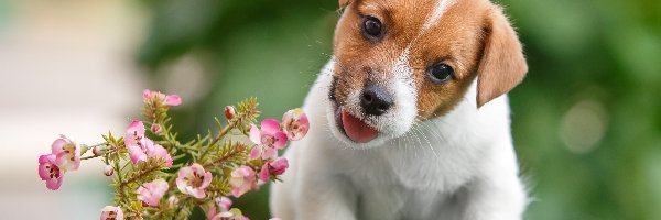 Jack Russell Terrier, Słodki, Szczeniaczek, Kwiaty