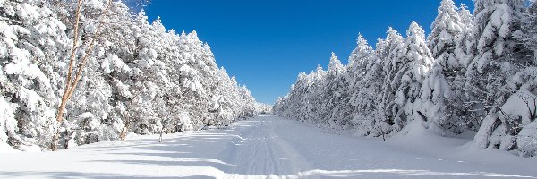 National road 299, Chino, Droga, Świerki, Przełęcz Mugikusa Pass, Zima, Las, Japonia