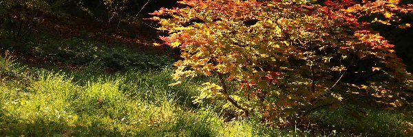 Kolorowe, Drzewko, Liście, Jesień, Trawa