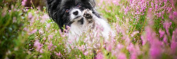 Wrzosy, Spaniel kontynentalny miniaturowy Papillon, Piesek