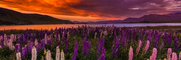 Zachód słońca, Łąka, Jezioro Tekapo, Góry, Łubin, Nowa Zelandia