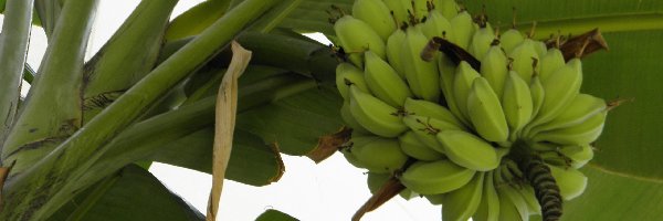 Owoce, Banany
