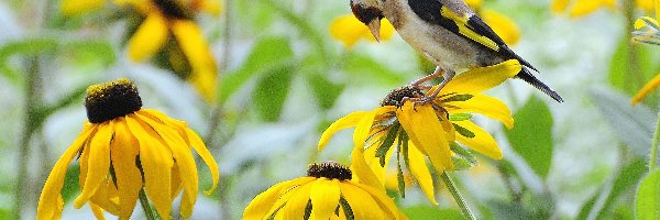 Rudbekia, Szczygieł