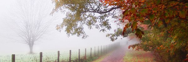 Drzewa, Jesień, Mgła, Droga
