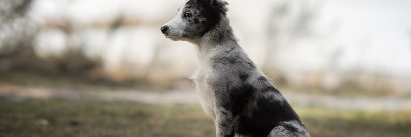 Siedzący, Border collie, Szczeniak, Pies
