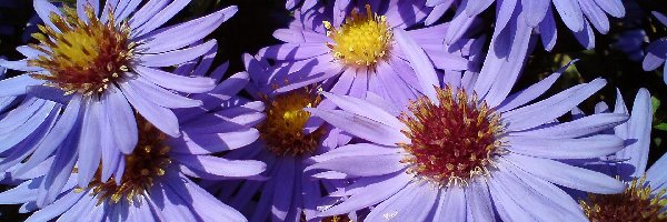 Aster, Ogrodowe , Kwiaty