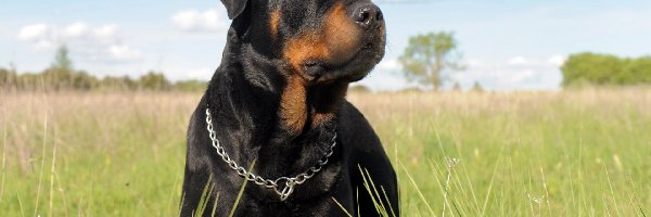 Łąka, Rottweiler