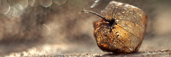 Bokeh, Miechunka Rozdęta