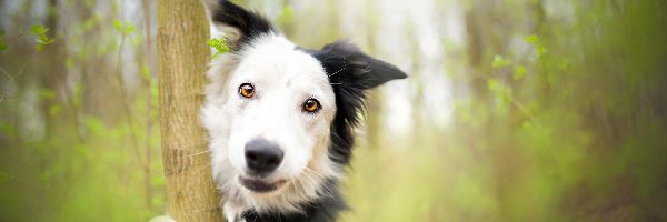 Pies, Drzewo, Border collie, Tło, Rozmyte