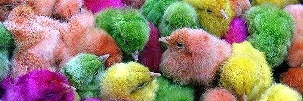 Kurczaczki, Kolorowe