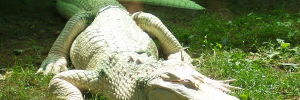 Trawa, Albinos, Aligator