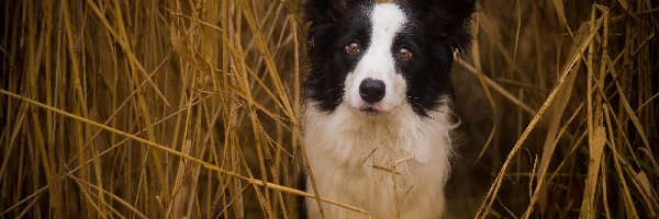 Border Collie, Zboże, Suche