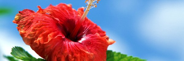 Hibiskus, Kwiat