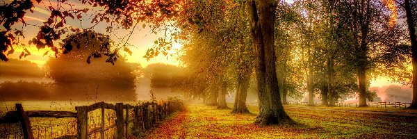 Jesień, Drzewa, Liście, Mgła, Płot