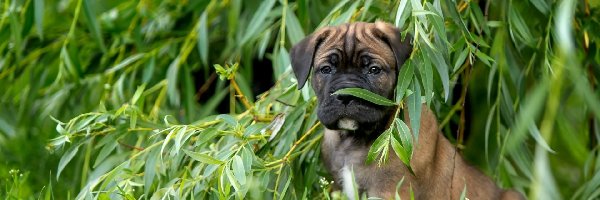 Szczeniak, Wierzba, Cane Corso, Piesek