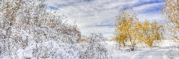 Zima, Śnieg, Droga, Krzewy, Drzewa