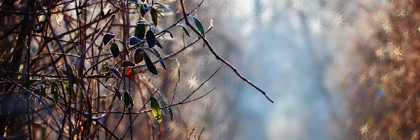 Zmarznięte, Bokeh, Rośliny, Liście