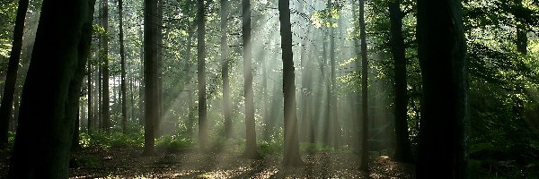 Cienie, Przebijające światło, Drzewa, Las