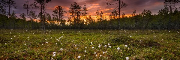 Kwiaty, Prowincja Finlandia Wschodnia, Zachód słońca, Łąka, Ruunaa, Bagno, Wełnianka wąskolistna, Finlandia, Miasto Lieksa, Drzewa