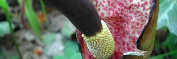 Arum Cornutum