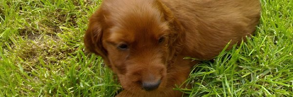 Cocker spaniel angielski