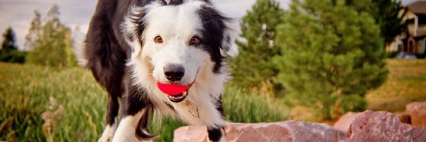 Collie, Piłeczką, Z, Border