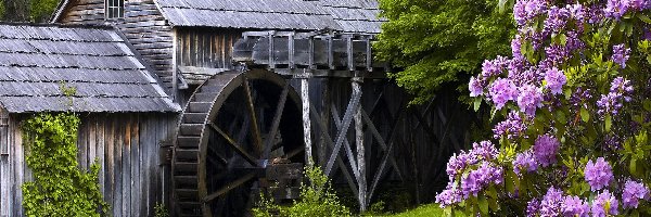 Kwiaty, Las, Młyn Wodny