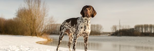 Wyżeł niemiecki krótkowłosy, Zima, Krajobraz, Jezioro, Śnieg