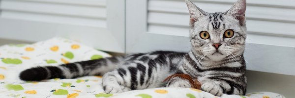 Kołderka, Kot egipski mau