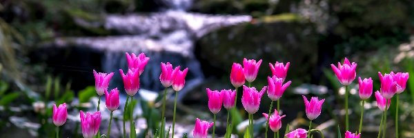Tulipany, Rzeka, Górska, Różowe