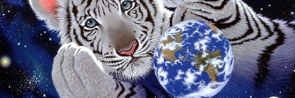 Tygrys, Ziemia, William Schimmel